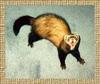 Domestic Ferret (Mustela putorius furo)