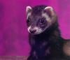 Domestic Ferret (Mustela putorius furo)  face