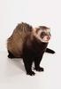 Domestic Ferret (Mustela putorius furo)