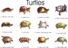 Turtles index