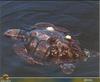 Loggerhead sea turtle (Caretta caretta)