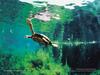 Unknown Turtle  Photograph by David Doubilet