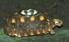 Turtle shape ash tray