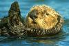 Sea Otter (Enhydra lutris) - San Diego Zoo