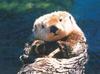 Sea Otter (Enhydra lutris) - San Diego Zoo