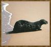 Sea Otter (Enhydra lutris) shore