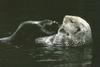 Sea Otter (Enhydra lutris) back swimmer