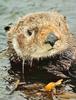 Sea Otter (Enhydra lutris) face