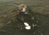 Sea Otter (Enhydra lutris) eating shellfish