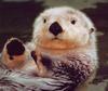 Sea Otter (Enhydra lutris) cute face