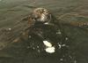 Sea Otter (Enhydra lutris) eating shellfish
