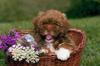 Puppy in a basket