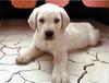 White Labrador Retriever puppy