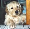 Golden Retriever puppy