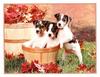 Beagle Puppies in basket