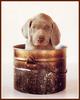 Chocolate Labrador Retriever puppy - William Wegman Puppies