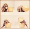 Chocolate Labrador Retriever puppy - William Wegman Puppies