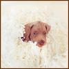 Chocolate Labrador Retriever puppy - William Wegman Puppies