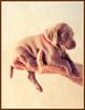 Chocolate Labrador Retriever puppy - William Wegman Puppies