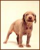 Chocolate Labrador Retriever puppy - William Wegman Puppies