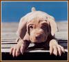 Chocolate Labrador Retriever puppy - William Wegman Puppies