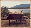 Chocolate Labrador Retriever puppy - William Wegman Puppies