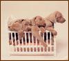 Chocolate Labrador Retriever puppy - William Wegman Puppies
