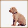 Chocolate Labrador Retriever puppy - William Wegman Puppies