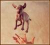 Chocolate Labrador Retriever puppy - William Wegman Puppies