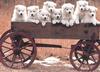White Puppies