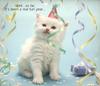 Kitten - Cat's Meow 1991 Calendar