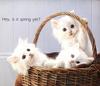 Kittens - Cat's Meow 1991 Calendar
