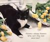 Kitten - Cat's Meow 1991 Calendar