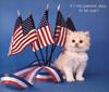 Kitten - Cat's Meow 1991 Calendar