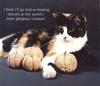 Kitten - Cat's Meow 1991 Calendar