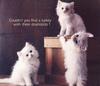 Kittens - Cat's Meow 1991 Calendar