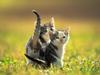 Kittens