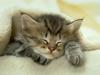 Kitten