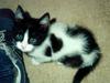 Kitten