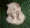 Kitten