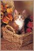 Kitten in basket