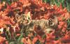 Kitten in leaf bed