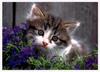 Kitten face