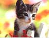 Kitten