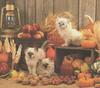 Kittens harvest