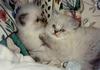 Kittens: Ittybitty and Chubalubs