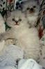 Kittens: Ittybitty and Chubalubs