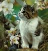 Kitten