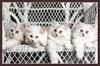 Kittens on a chair