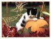 Kitten and pumpkin